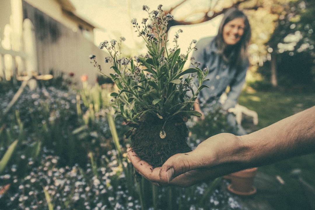 Top 10 plante medicinale pe care să le cultivi în propria grădină pentru sănătate și bunăstare