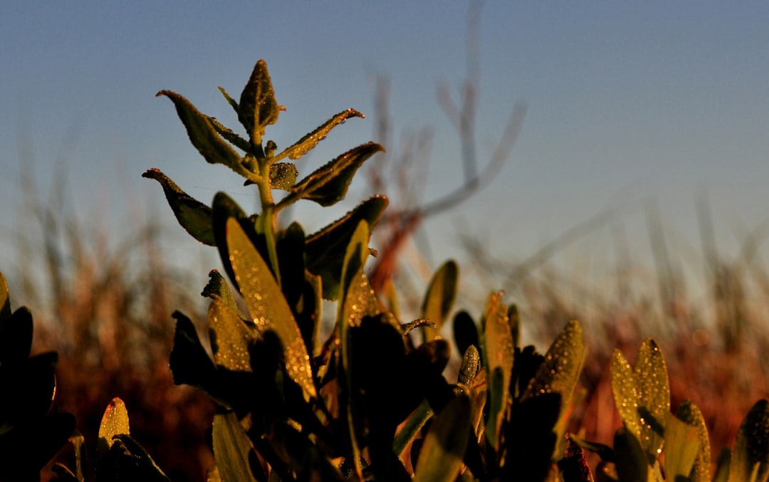 Photo Drought-resistant crops