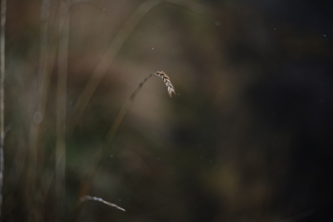 Photo scapi de viermii din porumb