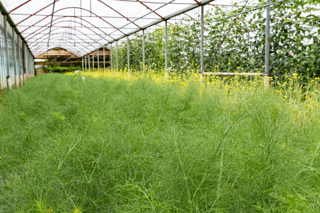 Cum să creezi o afacere agricolă cu impact redus asupra mediului