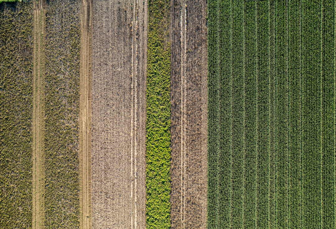 Photo agricultură verticală