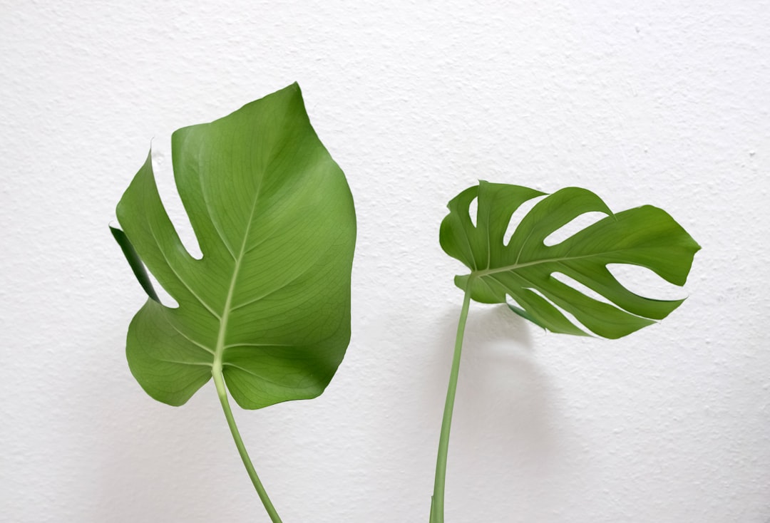 Photo plante companion