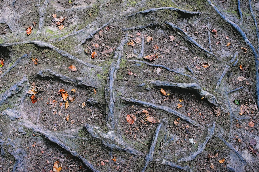 Photo soil structure