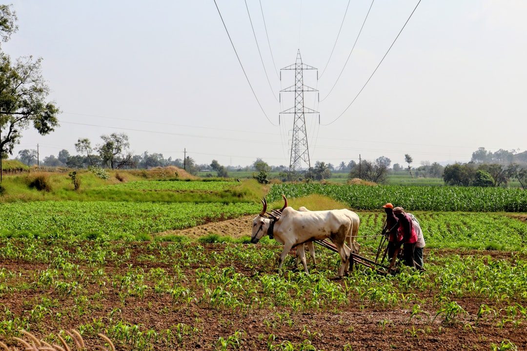 Photo cost reduction agricultural energy