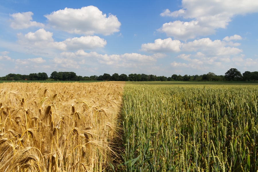 Photo crop diversification