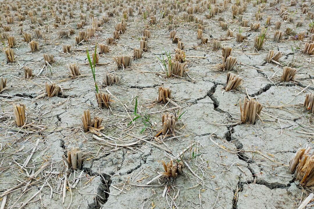 De ce producțiile mari pot distruge solul