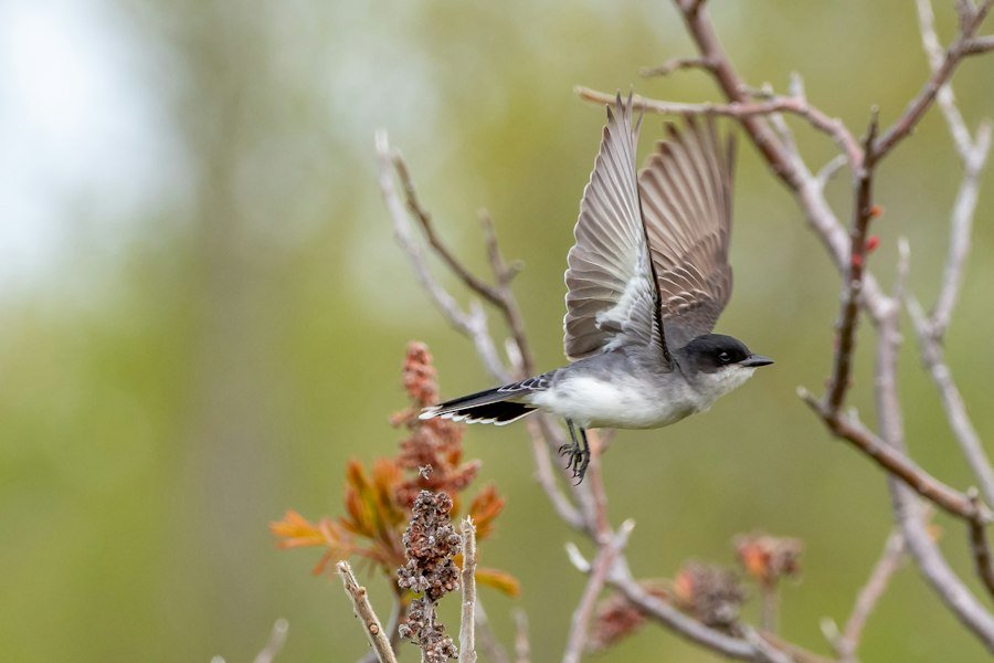 birdwatching