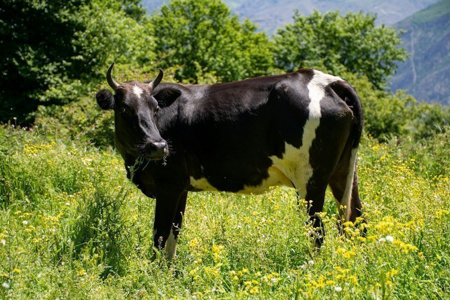 călătorie cu animalul de companie