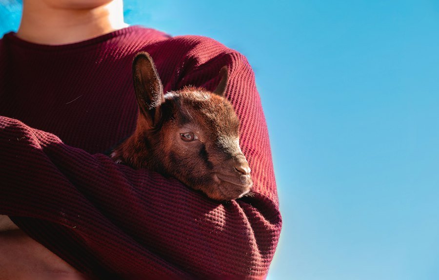 Photo călătorie cu animalul de companie