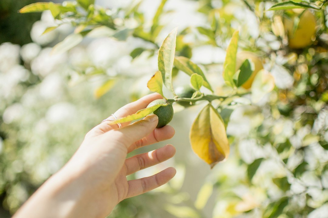 Photo fruit picking