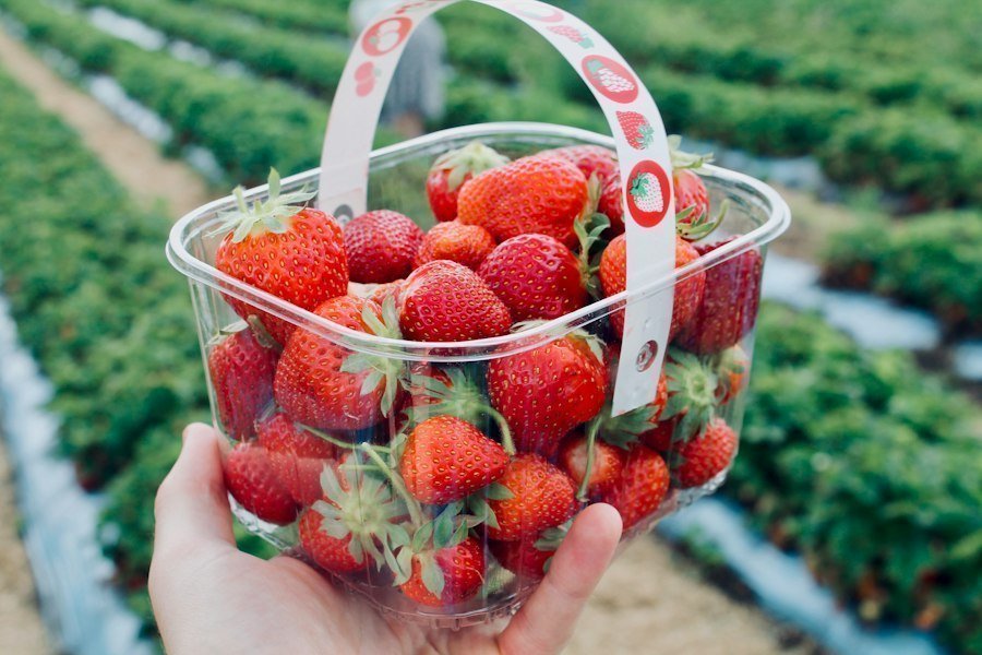 Photo fruit picking