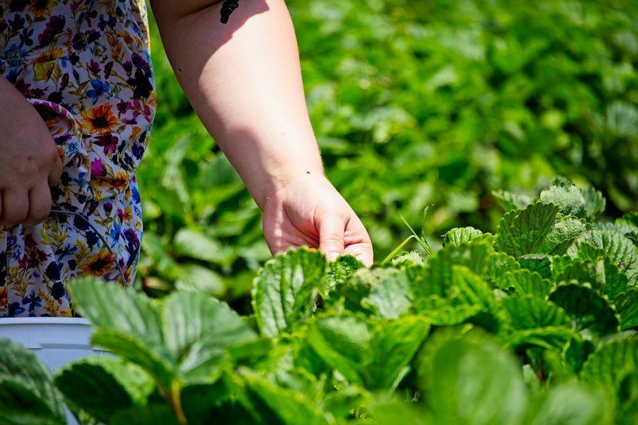 fruit picking