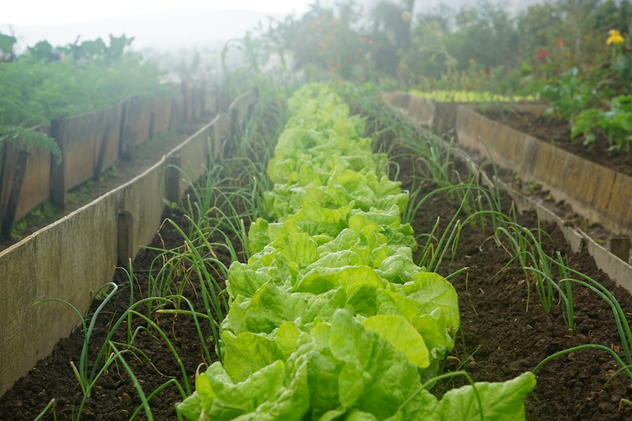 Photo home vegetable gardening research-based tips