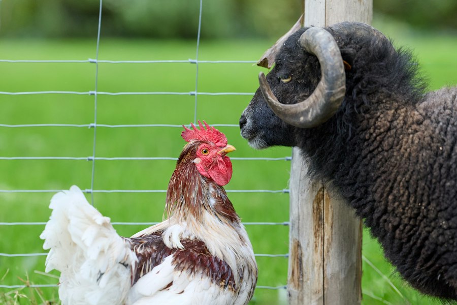 Photo farm animal raising guide