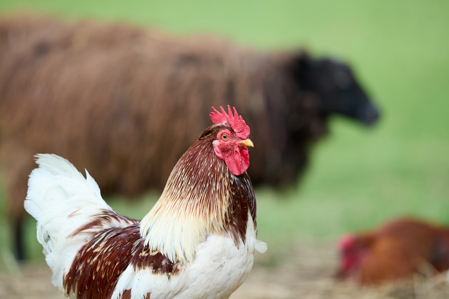 farm animal raising guide