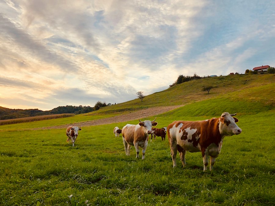 Photo modern livestock farming techniques