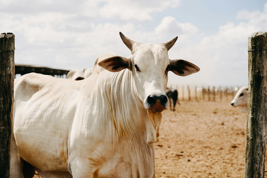 modern livestock farming techniques