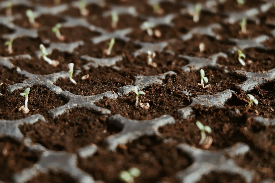 Photo choosing seeds guide