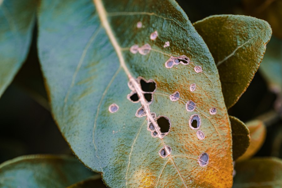 Photo plant disease and pest protection