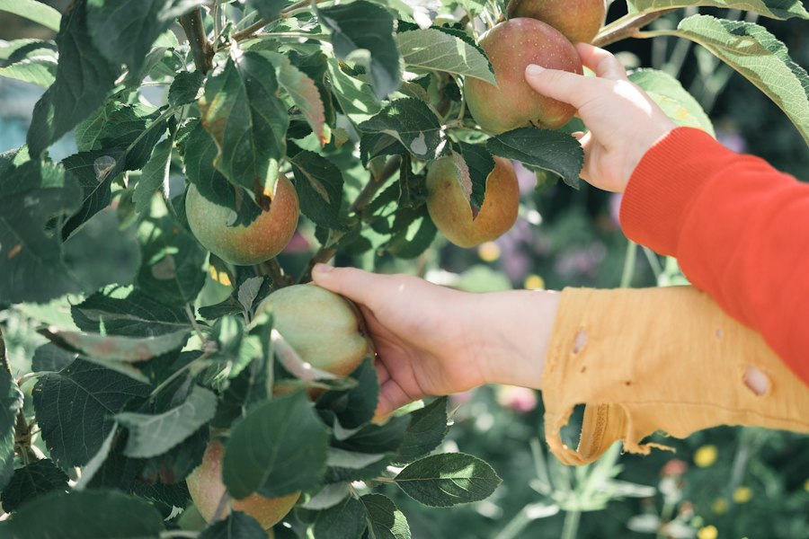 Photo fruit orchard care guide