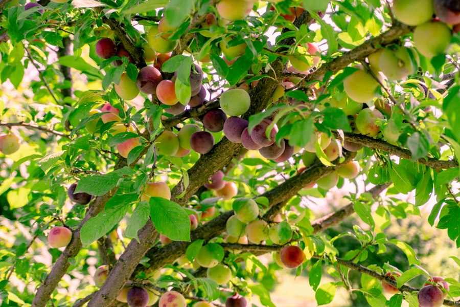 fruit orchard care guide
