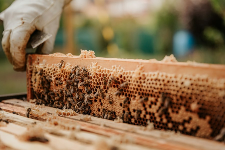 beekeeping for beginners guide