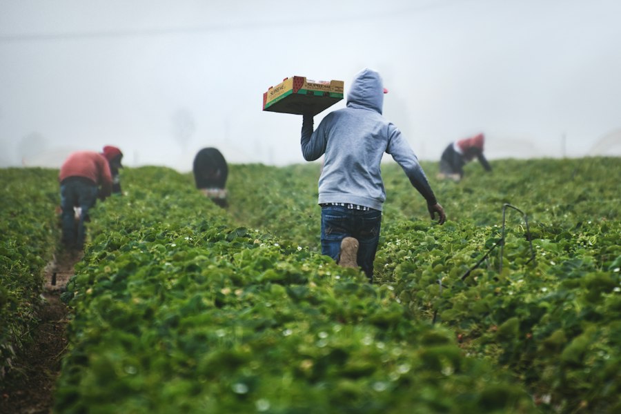 organic farming agriculture