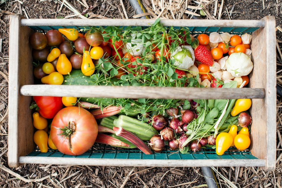 common vegetable gardening mistakes
