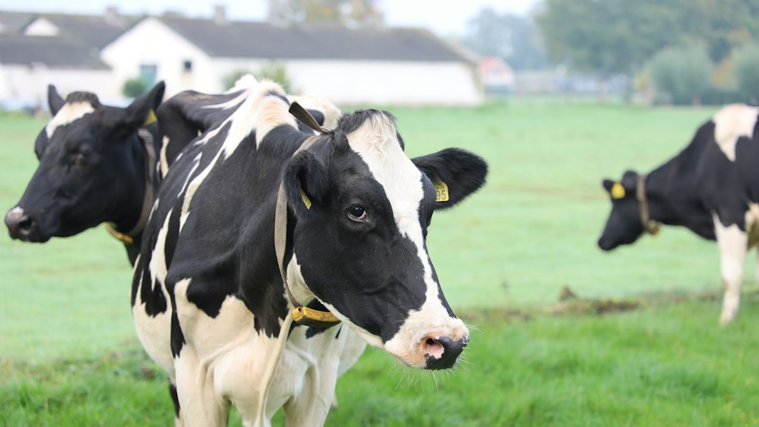 Photo common farm animal raising mistakes