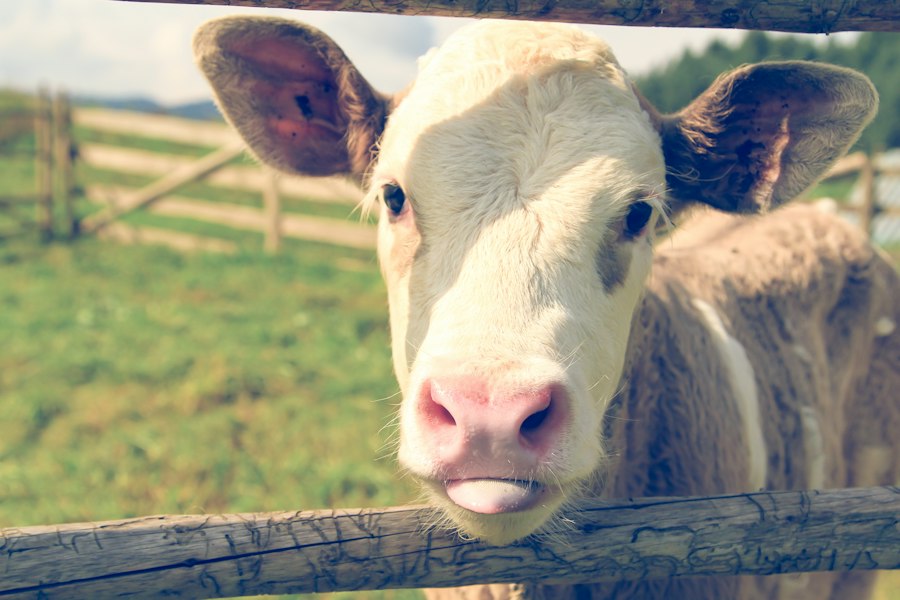 Photo common farm animal raising mistakes