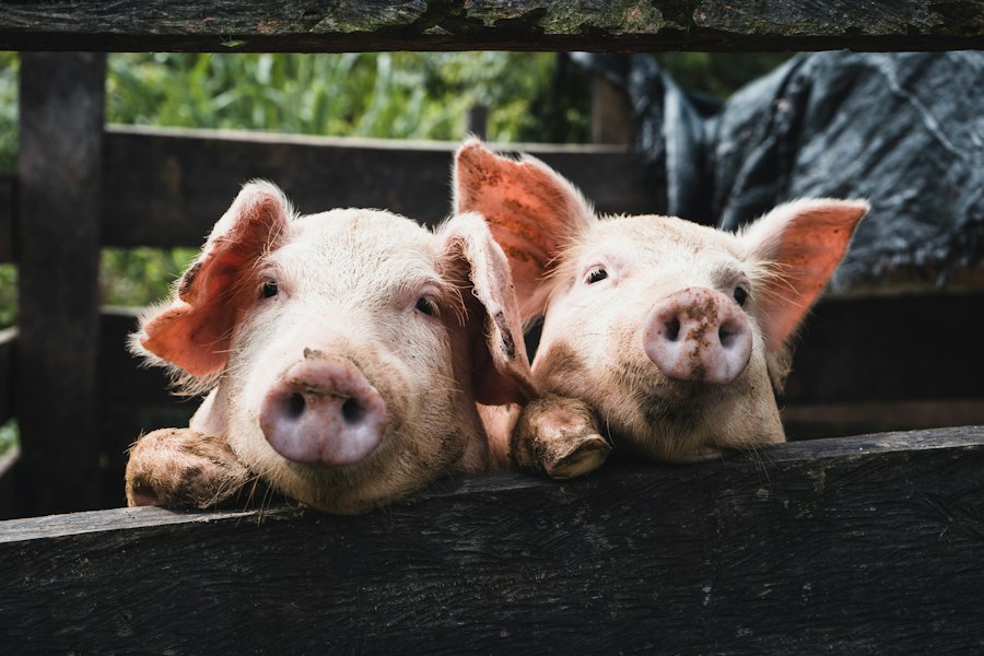 common farm animal raising mistakes