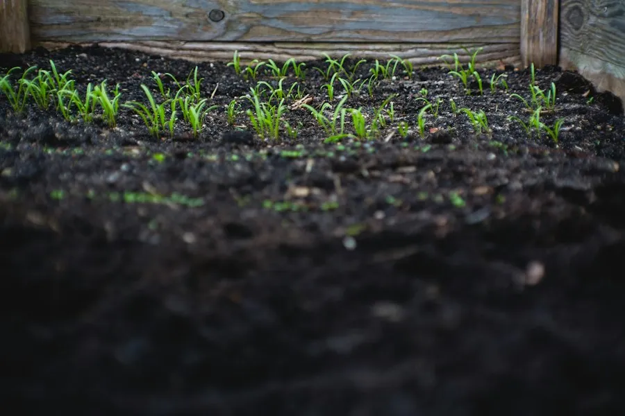 Photo natural soil fertilization mistakes