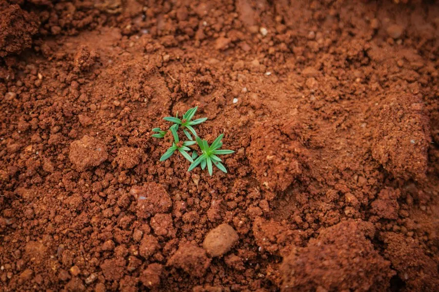 natural soil fertilization mistakes