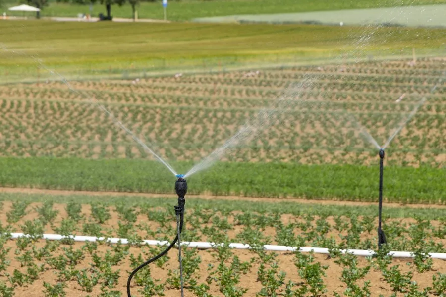 Photo efficient crop irrigation mistakes