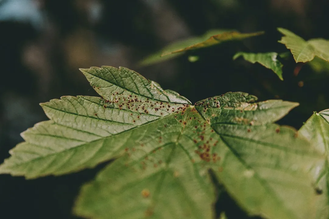 Photo common plant pest disease protection mistakes