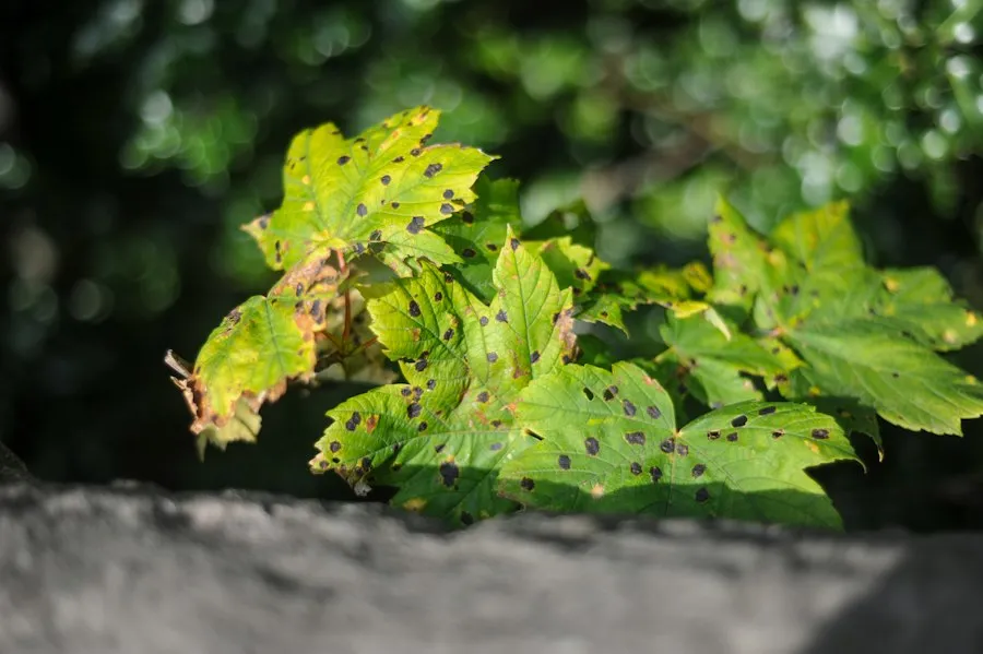 Photo common plant pest disease protection mistakes