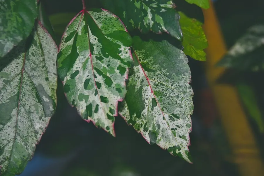 common plant pest disease protection mistakes