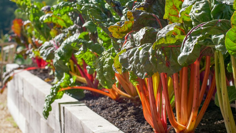 Photo home vegetable gardening tips