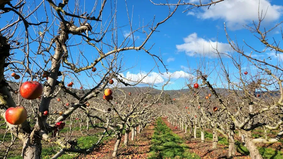 Photo fruit orchard common mistakes