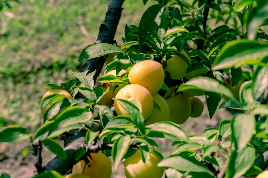 fruit orchard common mistakes