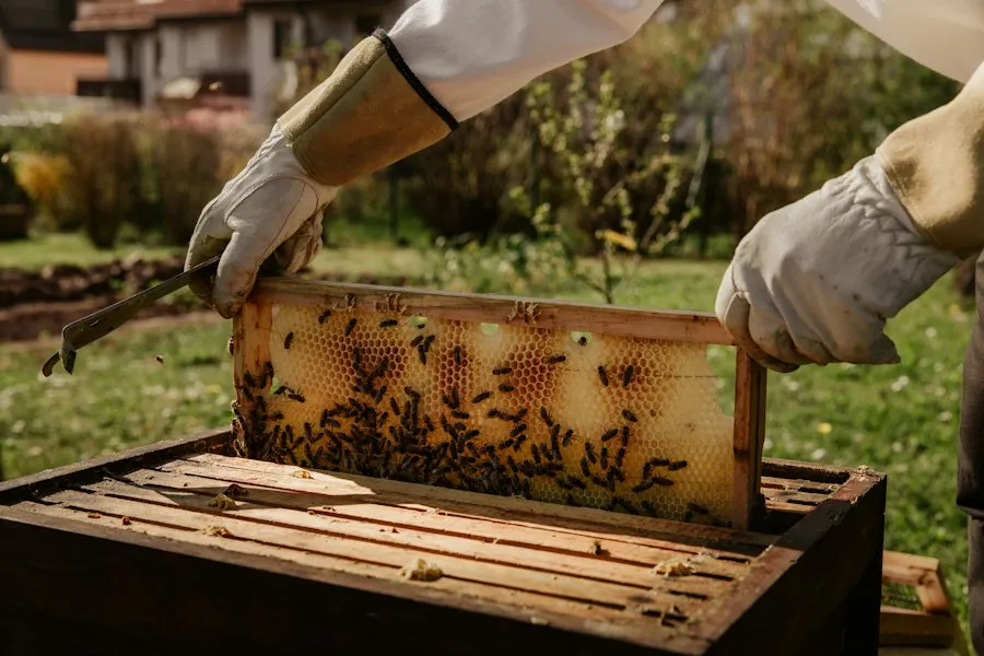 beekeeping beginner mistakes