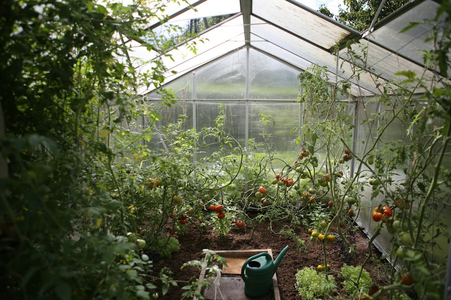 home vegetable gardening tips